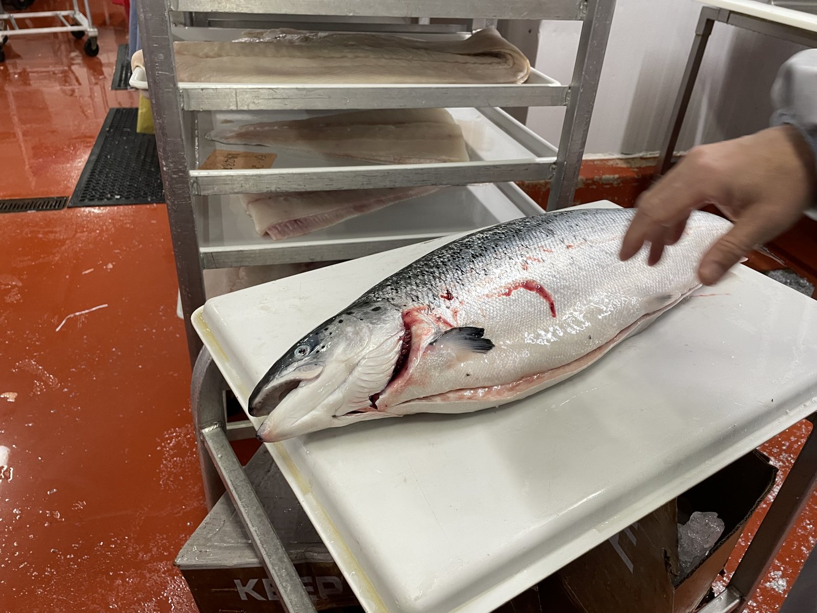 Seeing the product firsthand — whole salmon at the fish house.