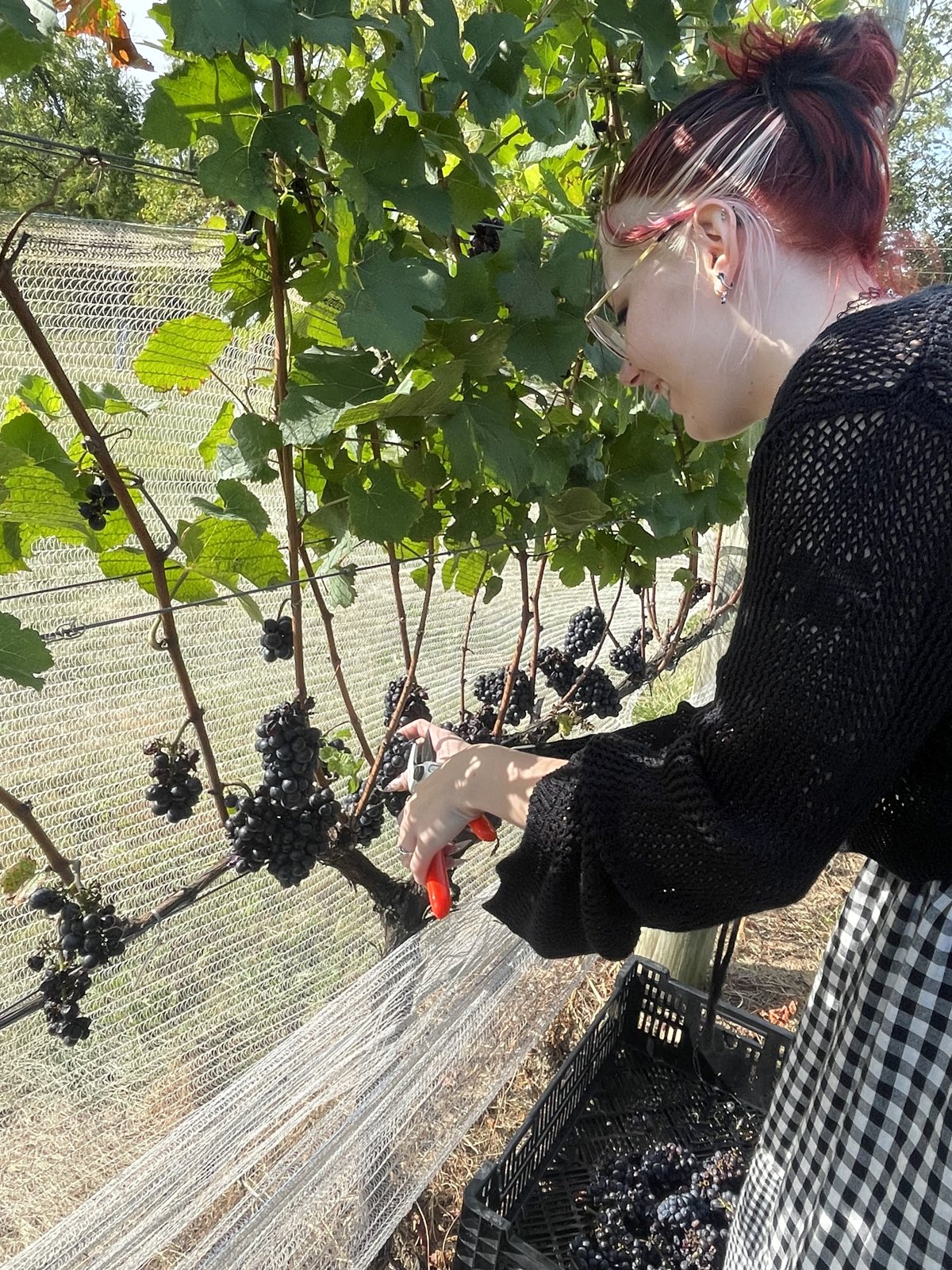 Hand-picking grapes at Unionville Winery.